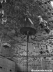 westf011